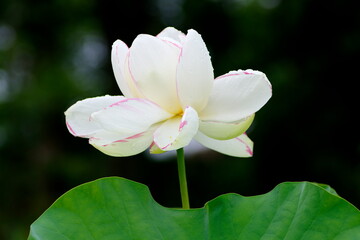 Obraz premium 蓮の花