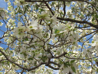 blooming tree