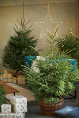 Green live Christmas trees spruce in wicker baskets, gift boxes in interior on concrete floor. Scandinavian Pinterest style