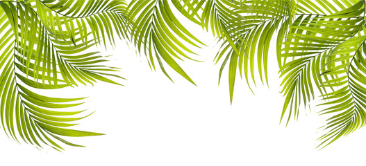 Fototapeta na wymiar Green leaf of palm tree on transparent background png file
