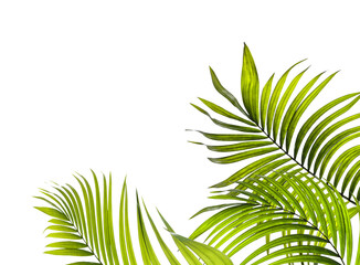 green leaf of palm tree on transparent background png file