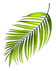 Green leaves of palm tree on transparent background png file © studio2013