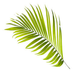 Obraz premium Green leaf of palm tree on transparent background png file