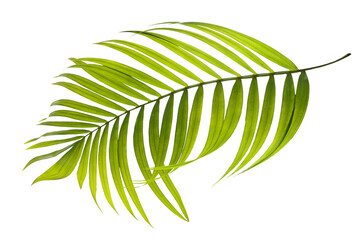 Green leaves of palm tree on transparent background png file
