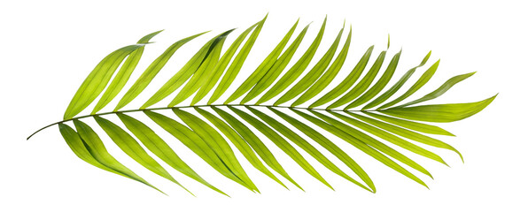 Green leaves of palm tree on transparent background png file
