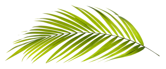 Green leaf of palm tree on transparent background png file