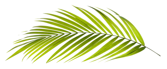 Fototapeten Green leaf of palm tree on transparent background png file © studio2013