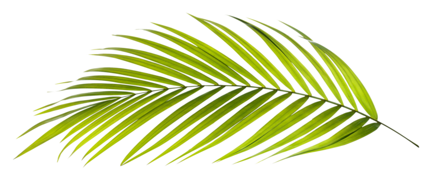 Green leaf of palm tree on transparent background png file