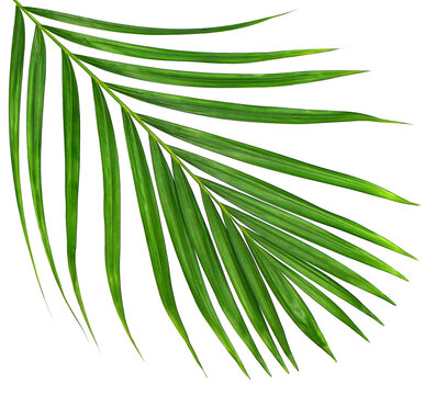 Green Leaf Of Palm Tree On Transparent Background Png File