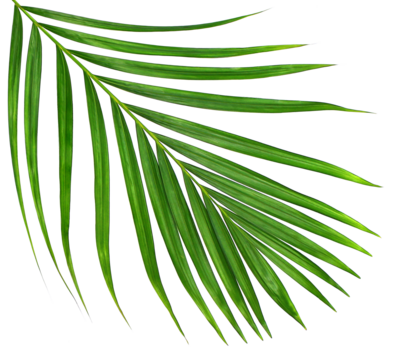 Green leaf of palm tree on transparent background png file