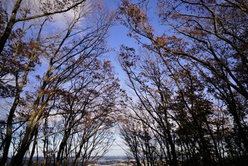 落葉樹を見上げる