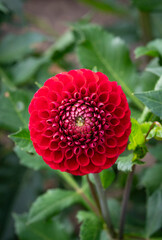 Red dahlia close up. Ideal geometry in nature. Floral vertical background for screensavers,...