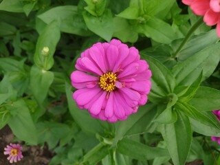 pink flower in the garden