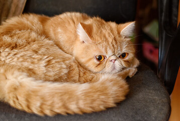 A charming red cat of an exotic breed in a room on a chair.