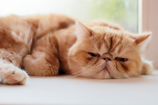 A charming red-haired kitty is lying on the window.