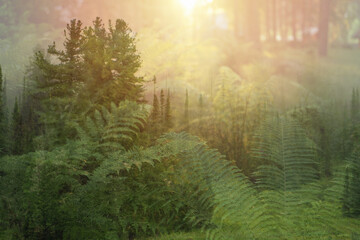 summer forest. double exposure photo