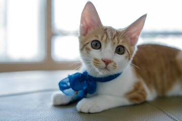cat with blue ribbon