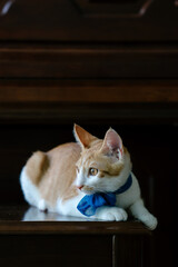 cat sitting on a piano chair