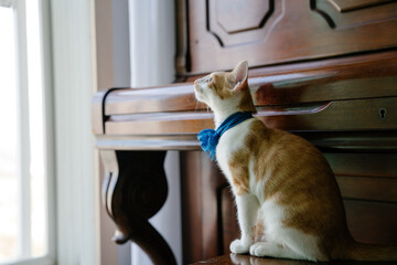 Cat looking out the window on the piano