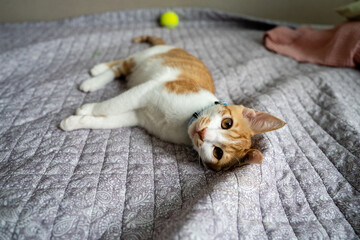 cat lying on the bed