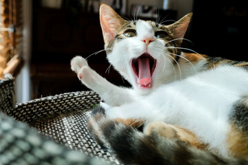 yawning cat