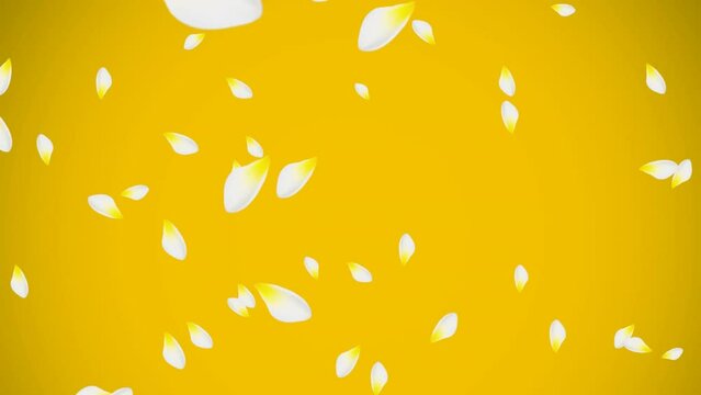 White and yellow flower petals floating