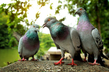 Close up beautiful pigeon group portrait