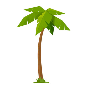 coconut palm tree flat vector illustration clipart isolated on white background
