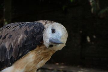 The white-bellied sea eagle (Haliaeetus leucogaster), also known as the white-breasted sea eagle, is a large diurnal bird of prey in the family Accipitridae