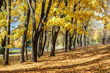 beautiful autumn park landscape in sunny october day