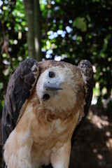 The white-bellied sea eagle (Haliaeetus leucogaster), also known as the white-breasted sea eagle, is a large diurnal bird of prey in the family Accipitridae