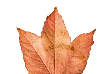 Foto op Canvas Close-up of orange leaf © vectorfusionart