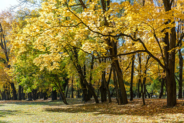 autumn park landscape. old maple trees with bright yellow leaves in sunlight.