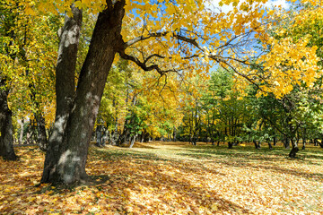 bright sunny day in city park. autumn trees with golden foliage and fallen dry leaves on ground.