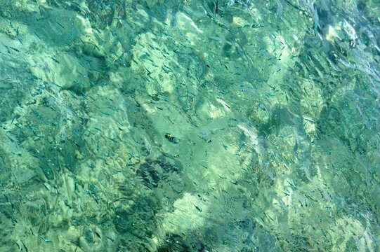 Sea water green transparent surface with fish.