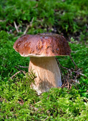 Wild edible mushroom, boletus, minimalist against the green moss.