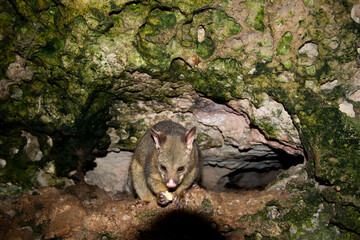 Wild Possum on the Rocks