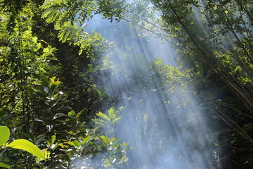 Sunrays in forest