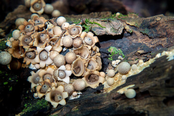Amazing mushroom geastrum fimbriatum, commonly known as the fringed earthstar or the sessile earthstar.