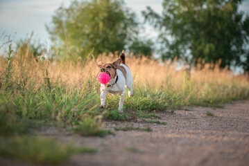 Cheerful jack russell terrier is playing outside the city in the field.