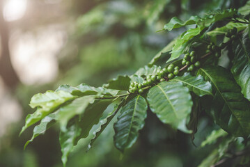 coffee plants tree in the field, raw coffee seed, organic coffee farm, seed and leave of coffee