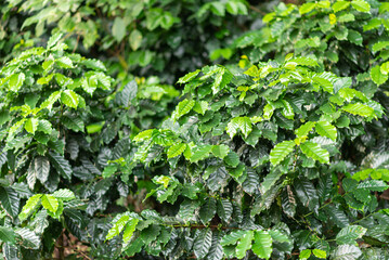 coffee plants tree in the field, raw coffee seed, organic coffee farm, seed and leave of coffee