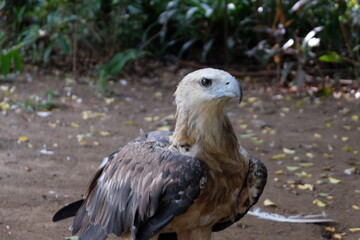 The white-bellied sea eagle (Haliaeetus leucogaster), also known as the white-breasted sea eagle, is a large diurnal bird of prey in the family Accipitridae