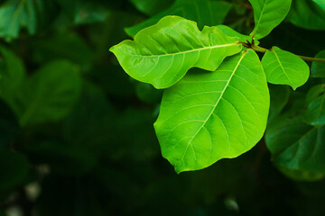 Green leaves with the black background