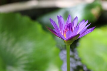 Egyptian Lotus Nymphaea or previously Nymphaea caerulea, known primarily as blue lotus or blue Egyptian lotus but also blue water lily or blue Egyptian water lily