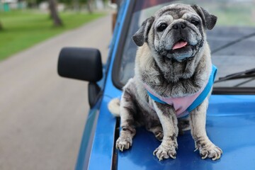 pug old fat cute sit on the car travel world dog day concept
