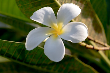Fototapeta na wymiar Beautiful frangipani or plumeria flowers, White flowers in the garde, close up, beautiful flower, , plumeria flowers 