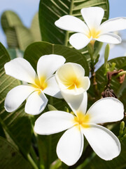 Fototapeta na wymiar Beautiful frangipani or plumeria flowers, White flowers in the garden
