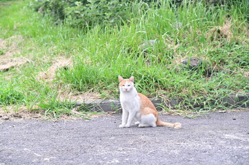 a cute cat sitting on the side of the road
