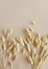 Dry fluffy bunny tails grass Lagurus Ovatus flowers on beige background.  Tan pom pom plants backdrop.Poster.Autumn vibes